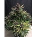 Crystal Meth Auto - FastBuds